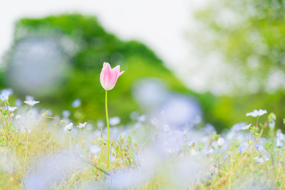 写真のある豊かな暮らし【かわいい風景 花畑】