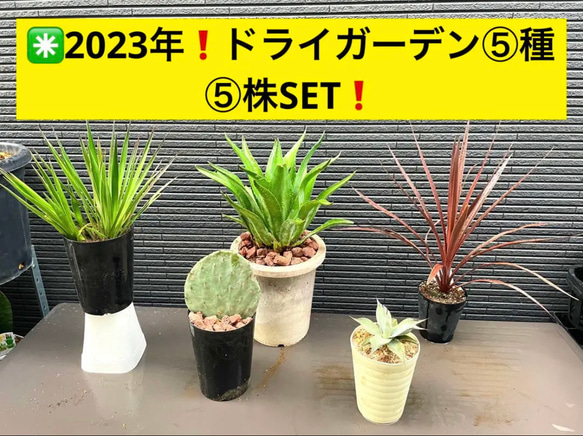 ✳️2023年❗️ドライガーデン⑤種⑤株SET❗️