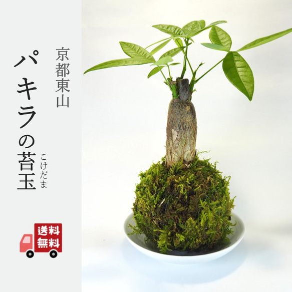 『パキラの苔玉』風水パワー★発財樹★苔玉★インテリア★観葉植物★送料無料