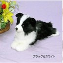 母の日 フエルト ボーダーコリー  ペットは家族 犬ぬいぐるみ ぬいぐるみ作家