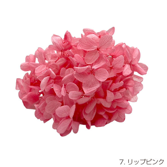 【即納】 ピラミッドアジサイグラバー 20g リップピンク プリザーブドフラワー あじさい 紫陽花 花材 花