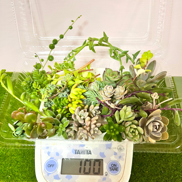 多肉植物カット苗詰め合わせ〜100gパック (フードパック発送)