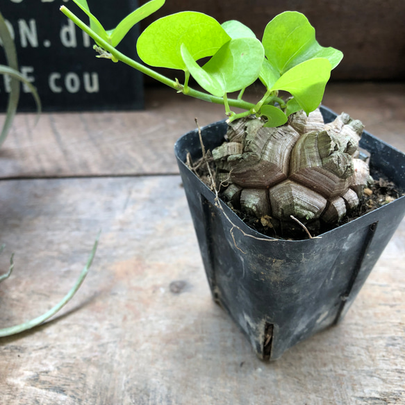 亀甲竜♡特A品♡希少♡ハート型の葉っぱ♡塊根植物♡多肉植物