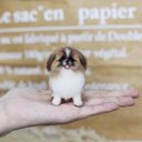 【オーダーメイドペット】羊毛フェルト、うちの子　犬ぬいぐるみ、フェルト犬、羊毛犬、肖像画、犬猫人形 プレゼントやギフトに