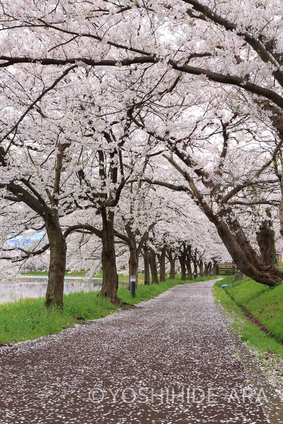 【額装写真】高田公園付近で見つけた桜並木