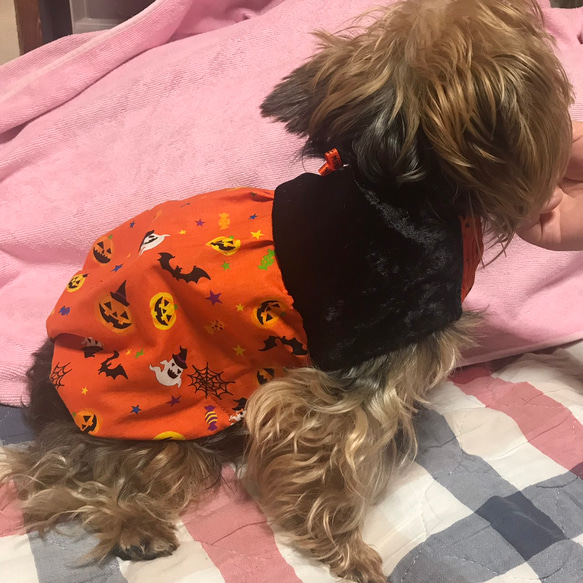 着せやすい犬服♪ハロウィンかぼちゃパンツ風ワンピース♪オーダーメイドで♪