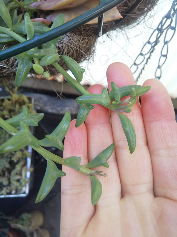 多肉植物 ドルフィンネックレス カット苗 10㎝３本