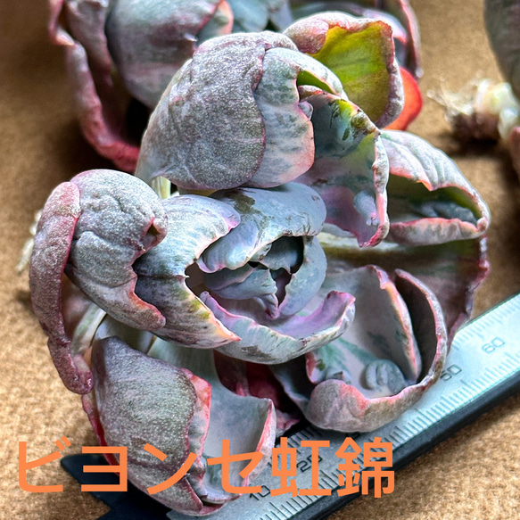 大人気 多肉植物 エケベリア ビヨンセ虹錦 超美苗 レア種