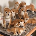 羊毛フェルトで 柴犬オーダーを承ります