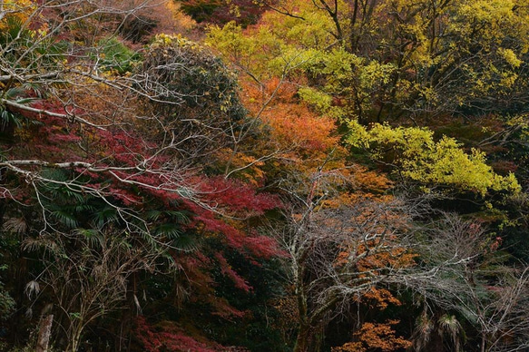 Ａ4　写真　プリント　京都　紅葉