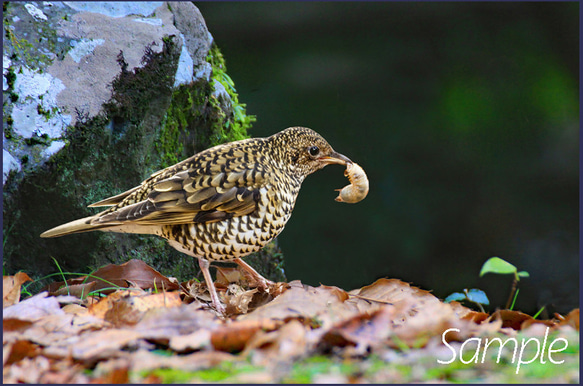 ◆トラツグミのお食事