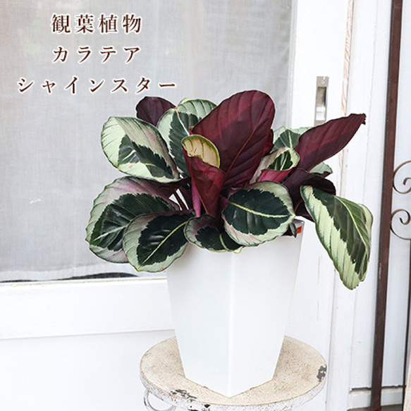 現品販売 観葉植物 カラテア プリンセス 7号 スクエアポット 高さ50cm おしゃれ 希少 インテリアグリーン