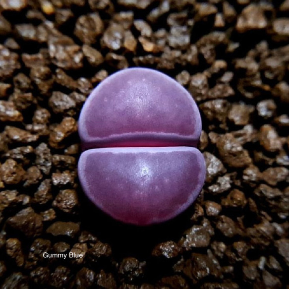 Lithops Julii cv. Red Violet 福来玉系　レッドバイオレット　種子