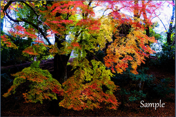 輝く紅葉