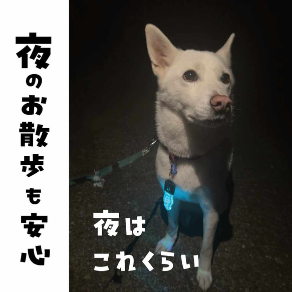 犬光らせチャーム