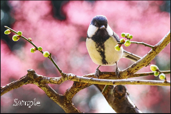 ☆野鳥　梅の木にシジュウカラ