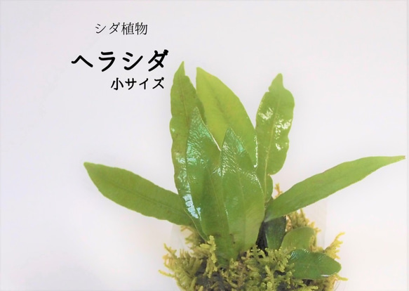 ヘラシダ（シダ植物）（小サイズ）