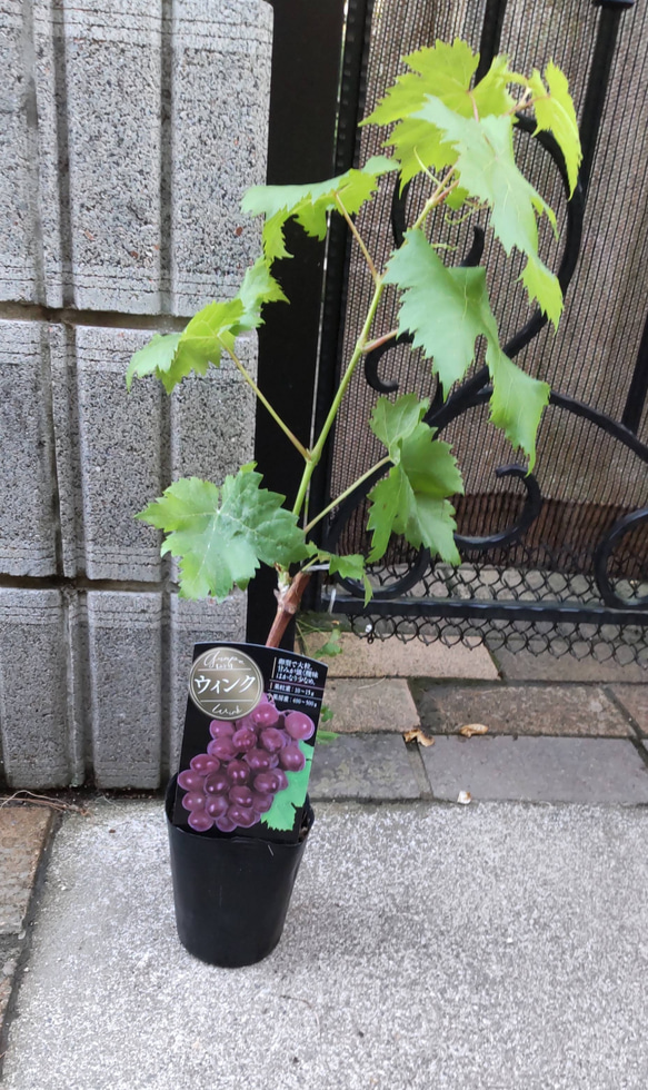 ぶどう【ウインク】皮ごと食せるパリッとした食感 ひと房で700ｇにもなる大ぶりのぶどう