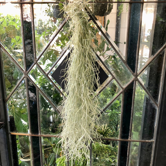 緩やかウェーブ  エアプランツ チランジア　ウスネオイデス Tillandsia usneoides スパニッシュモス