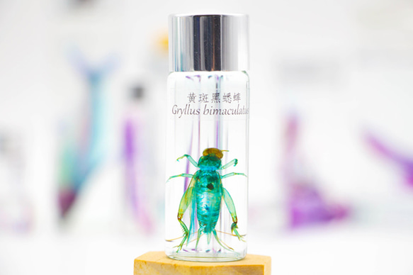 【透明標本工房フィッシュハート】透明標本-Gryllus bimaculatus macular black cricket