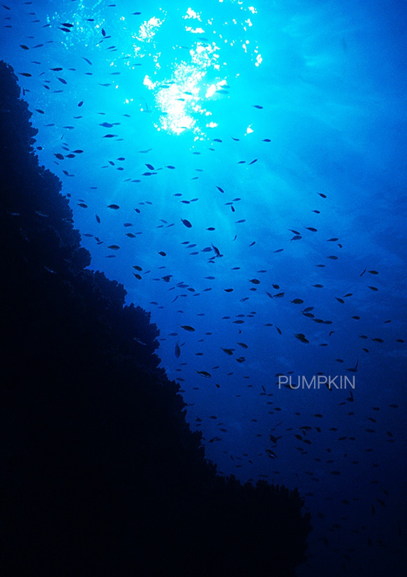 陽光-Ⅱ 　PH-A4-087   小笠原　世界遺産　水中　碧い海　海　オーシャン　小魚