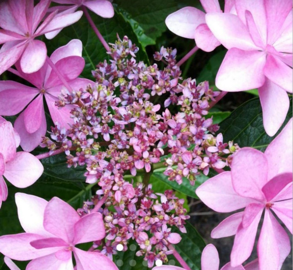 装飾花の中に咲く両性花の見事な紫陽花 ダンスパーティー 10～15cm苗