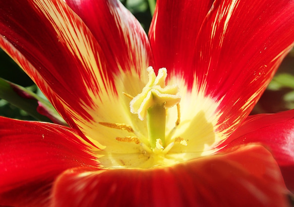 バレリーナ　　PH-A4-074　　　チューリップ   花　赤い花　春　陽光　晴天　花の芯