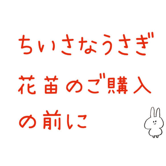 ちいさなうさぎ 花苗のご購入の前に