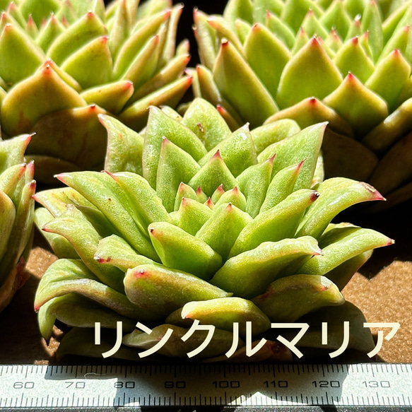 新入荷 多肉植物 エケベリア リンクルマリア 超美苗 レア種 大苗