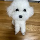 愛犬ちゃんのそっくりなリアルなペット人形をお作りします！　羊毛フェルト　犬　オーダー　ぬいぐるみ　愛犬　　ペット　リアル　人形