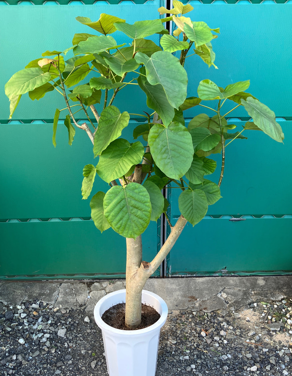 どっしり極太ウンベラータ＊フィカス＊観葉植物＊大型観葉