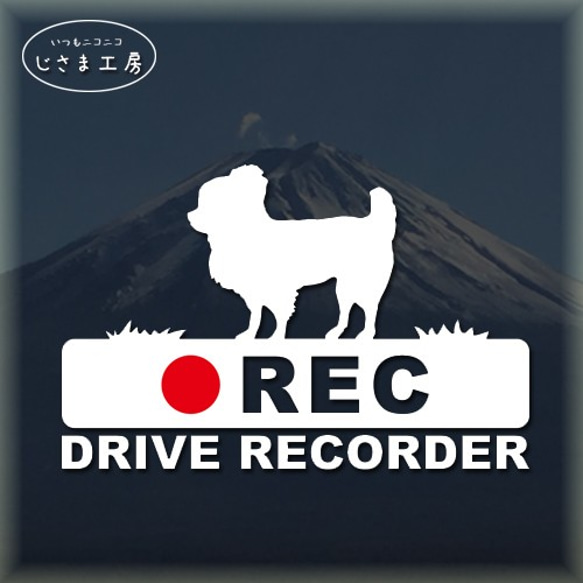 ロングコートチワワの白シルエットステッカー後方注意!!『DRIVE　RECORDER』