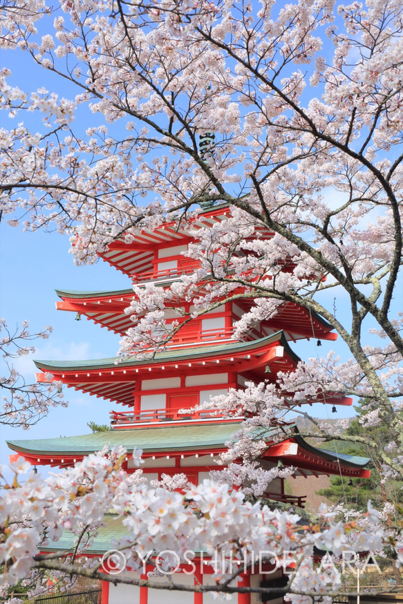 【額装写真】桜覆う五重塔