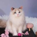 【オーダーメイドペット】羊毛フェルト、うちの子　猫ぬいぐるみ、フェルト猫、羊毛猫、肖像画、犬猫人形 プレゼントやギフトに