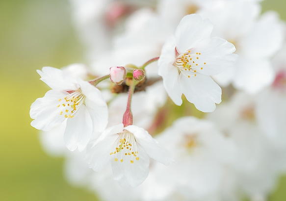 2L花写真　桜006　121ｘ172㎜ (A4、A3もあります)