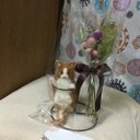 ギフト猫ちゃんドライフラワー メッセージカード付き