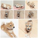 【受注制作】羊毛フェルト＊柴犬＊