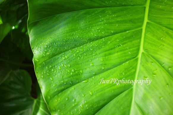 【Taro Morning Dew】ハワイ写真　南の島　南国　植物写真　緑　プランツ　グリーン　風景写真　マットフレーム