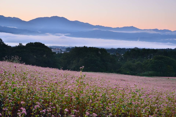 赤そば　Ａ4　写真　プリント