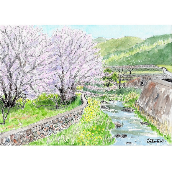 原画一点物　「桜と菜の花」　＜ペンスケッチ＋透明水彩＞