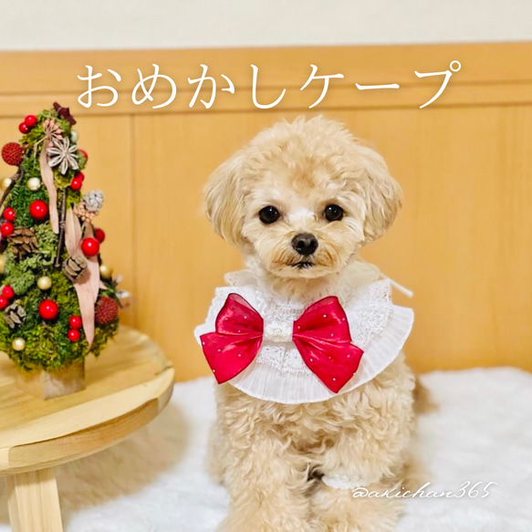 おめかしケープ（誕生日、つけ襟、スタイ、犬、猫、うさぎ、バースデー、ハロウィン、クリスマス