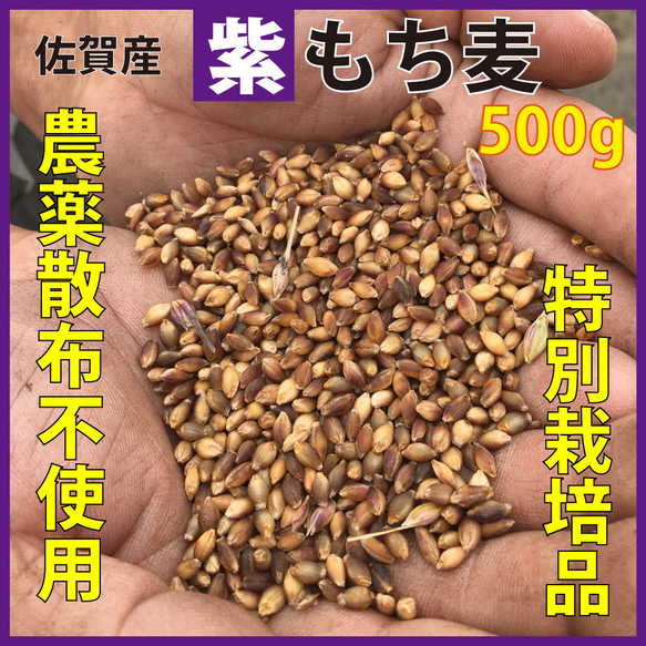 紫もち麦 国産 無農薬 雑穀  殻付き玄麦タイプ(固め)500g　特別栽培品 メール便ポスト投函