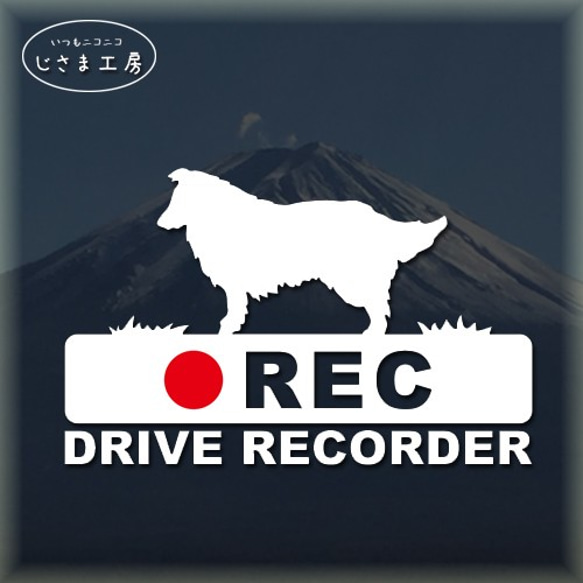 シェットランドシープドッグの白シルエットステッカー後方注意!!『DRIVE　RECORDER』