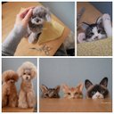 【ねこのきもちWEB版に掲載！】羊毛フェルトいぬねこ・うちの子オーダーぬいぐるみ