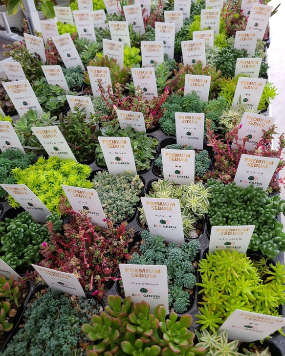 送料無料！寄せ植え　セダム　24個セット　ハートカズラ　多肉植物　観葉植物