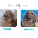 《受注製作》羊毛フェルト  愛犬製作♡うちのコ♡オーダー　世界でたった一つ☆ずっと一緒に