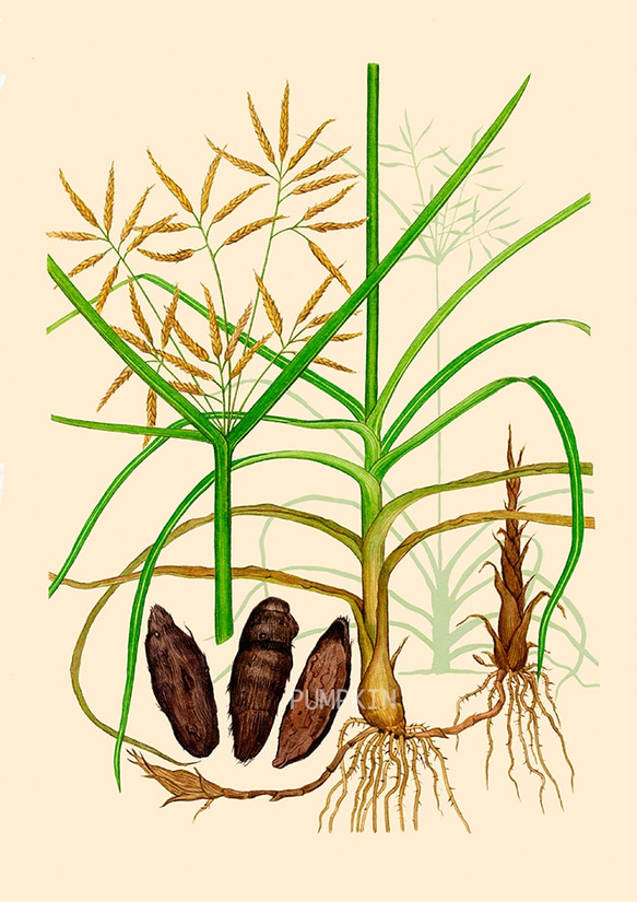 ハーブダイアリー　B-A4-011  ボタニカルアート　イラスト　香附子　植物画　漢方　薬草