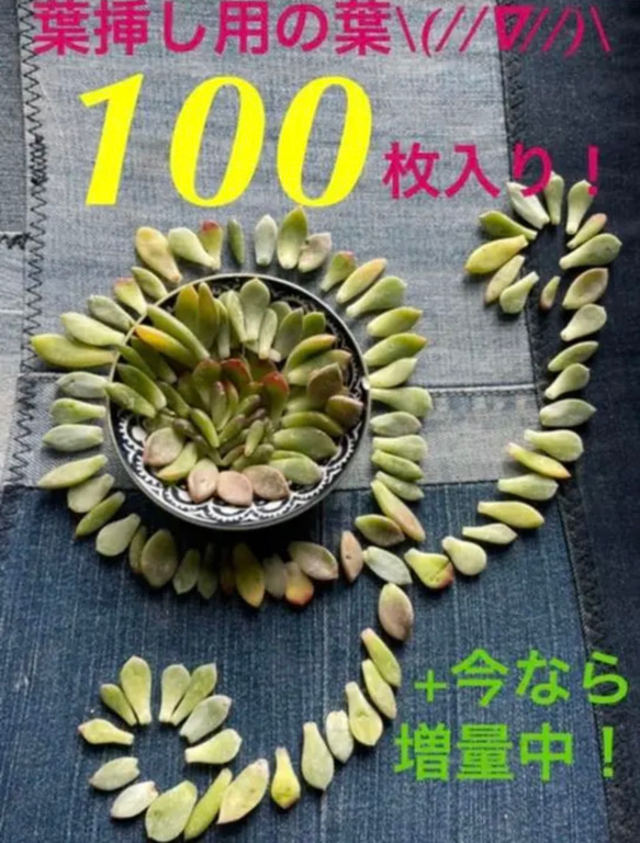 【初出品❗️★葉挿しモリモリ100枚 +今だけ増量中パック★】