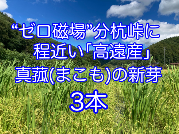 マコモダケ　真菰(まこも)の苗　大株の株分け　3本