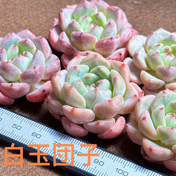 新入荷 多肉植物 エケベリア 白玉団子 超美苗 レア種